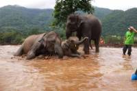 1-Day Happy Elephant Camp Training Course