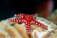 1 Day Snorkeling Marsa Alam