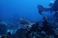 1-Tank Afternoon Boat Dive in St Thomas