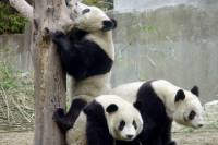 14-Day Small-Group China Tour: Beijing, Xi'an, Chengdu, Yangtze River Cruise, Chongqing and Shanghai