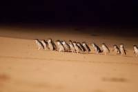 2-Day Phillip Island Beach and Wildlife Tour From Melbourne