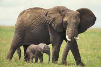 2-Day Private Western Cape Safari from Cape Town: Big Five Game Drive and Cango Wildlife Ranch