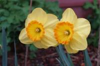 2-Day Tour of Nantucket Including the Annual Daffodil Festival