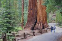 2-Day Yosemite National Park Tour from San Francisco