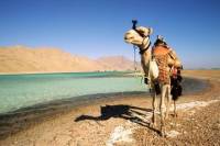 2-Hour Camel Safari to Wadi Bida or Blue Lagoon from Dahab