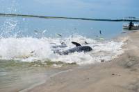 2-Hour Salt Marsh Cruise from Folly Beach