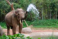 2-Night Chiang Mai Tour Including Elephant Nature Park