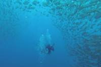 2 Tank Dive at Catalina Island
