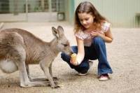 3-Day Blue Mountains and Hunter Valley Small-Group Eco-Tour
