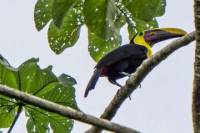 3-Day Corcovado Rainforest