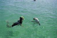 3-Day Eyre Peninsula Wildlife Adventure with Optional Shark Cage Dive from Adelaide