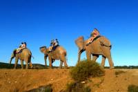3-Day Garden Route Tour from Cape Town with Big Five Game Drive