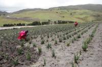 3-Day Quilotoa Hiking Tour Including Local Communities