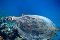 4-Day PADI Open Water Diver Course in Hurghada