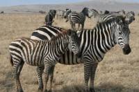 4-Days and 3-Nights Mt Meru Climbing From Arusha