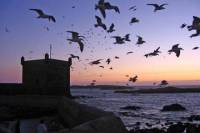 4-Days Essaouira City Break