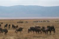 5 day Budget Camping Safari