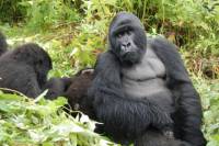 5 Day Cozy Encounter with Volcano Silverback Mountain Gorillas and Avifaunal Rambling in the Rugezi Marsh of Rwanda