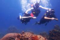 5-Day PADI Open Water Diving Certification Course in Koh Tao - Introductory Level