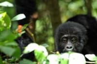 5 Days Rwanda Uganda Gorilla Tour