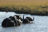 5-Night Tour of National Parks in Tanzania from Arusha