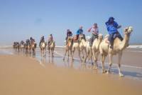 6 hour Camel ride in Essaouira with picnic
