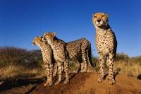 7-Day Western Cape and Namibia Experience from Mossel Bay