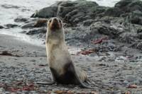 8-Day Antarctica Cruise with Round-Trip Flight from Punta Arenas