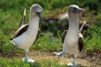 8-Day Tour of Quito and Galapagos Islands