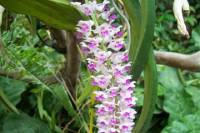 8-Night Adventure Tour n Northeast India: Wild Orchids Valleys and Snow-capped Mountains from Guwahati to Jorhat