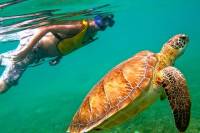 From Riviera Maya Visit a Cenote and Swim with Turtles in Akumal
