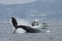 Ultimate Whale & Dolphin Watching Experience with Captain Nick in Newport Beach
