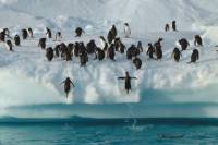 9-Day Antarctica Tour from Punta Arenas: Drake Passage, South Shetland and Antarctic Peninsula