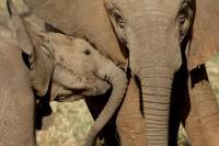 Addo Elephant National Park Day Tour from Port Elizabeth