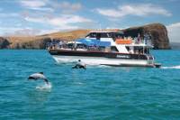 Akaroa Harbour Nature Cruise