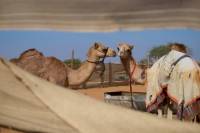 Al Ain City Sightseeing Tour - The Garden City