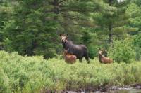 Algonquin Park Wildlife Safari 4-Day Canoe Trip