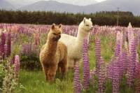 Alpaca Farm Tour from Fairlie