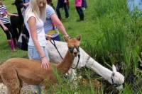 Alpaca Nature Walking Experience in Otterbourne