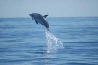 Among Whales and Volcanoes Full Day Tour Including Lunch