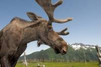 Anchorage Shore Excursion: Post-Cruise Transfer and Tour from Whittier to Anchorage