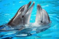 Anguilla Day Trip by Catamaran from St Maarten Including Dolphin Discovery