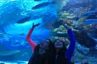 Antalya Aquarium including Hotel Pick up