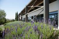 Athens Wine Tasting: Papagiannakos Winery Tour