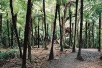 Auckland Shore Excursion: Small-Group Coast and Rainforest Tour