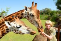 Australia Zoo Day Trip from the Gold Coast or Brisbane