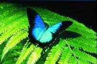 Australian Butterfly Sanctuary
