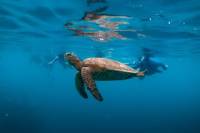 Semi-Private Reef Snorkel Tour