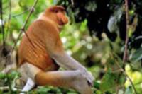 Bako National Park Full-Day Tour from Kuching