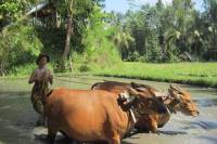 Bali Countryside Tour Including Sangeh Monkey Forest